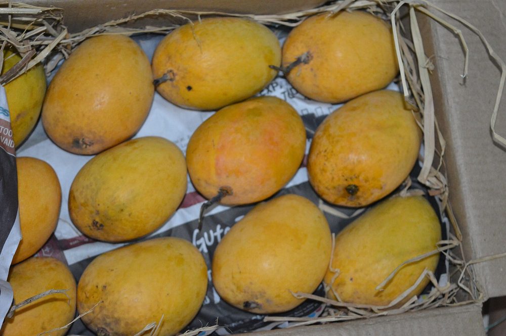 Mango Pulp